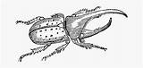 Beetle Hercules Line Clipart Clipartkey sketch template