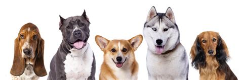 dog breeds  complete list    common types  dogs