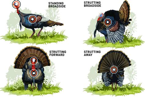 arrow  wild turkey bowhunters united