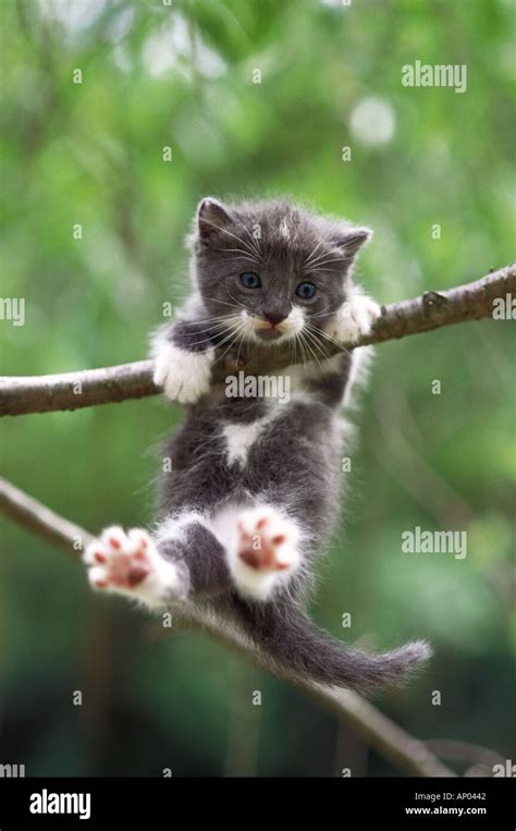 mammal cat gray kitten hanging  branch stock photo alamy
