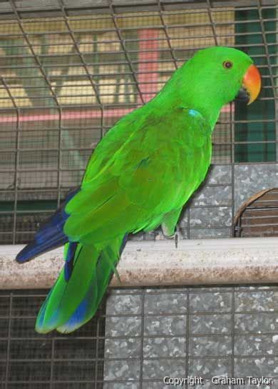 malevosmaerieclectusaviresearchsingapore eclectus parrots