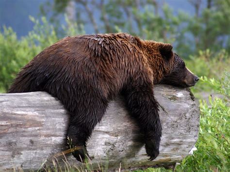 grizzly bear animal wildlife