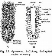 Afbeeldingsresultaten voor "pyrosoma Ovatum". Grootte: 172 x 185. Bron: www.notesonzoology.com