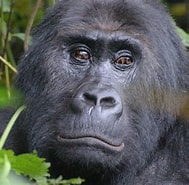 Afbeeldingsresultaten voor "chirodropus Gorilla". Grootte: 189 x 185. Bron: www.virungaparkcongo.com