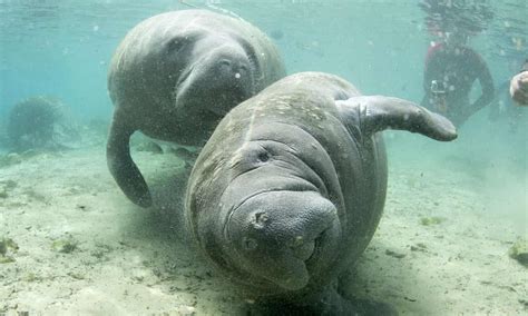 Florida Manatees Hit Record Numbers As Conservation Efforts Bear Fruit