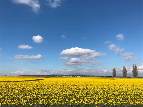 day   daffodil fields