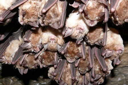 bats  attic oakland county mi remove bats  attic