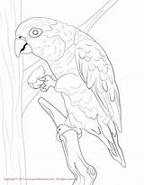 Conure Parrot Caique Bellied Designlooter sketch template