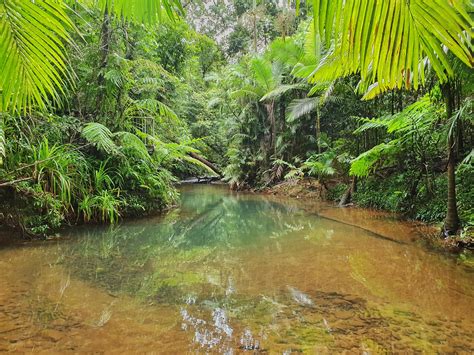 daintree rainforest australian traveller gambaran