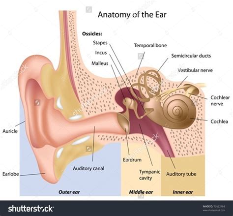 stock vector human ear anatomy  natural hearing au