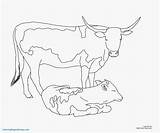 Cow Coloring Pages Longhorn Calf Cattle Color Printable Angus Texas Cows Drawing Beef Realistic Print Draw Line Getdrawings Getcolorings Brangus sketch template