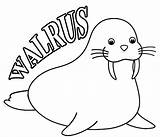 Walrus Coloring Pages Drawing Kids Printable Cool2bkids Color Colouring Template Sheets Animal Print Getdrawings Book Arctic Visit Designlooter Getcolorings Choose sketch template