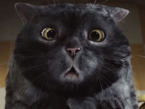 sainsbury s christmas advert mog the cat returns in heart warming adventure the independent