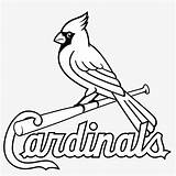 Cardinals Louis Logo St Coloring Bird Stl Baseball Pages Vector Cardinal Svg Transparent Printable Drawing Stencil Clipart Saint Logos Line sketch template
