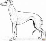 Coloring Pages Whippet Labrador Retriever Dog Dogs Printable Puppy Print Drawing Bloodhound Supercoloring Golden Super Color Adult Animal Kids Greyhound sketch template