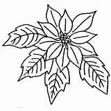 Poinsettia sketch template