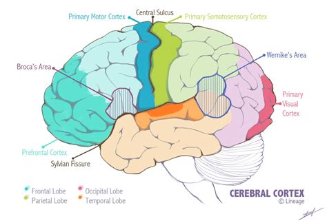 primary motor  somatosensory cortex impremedianet