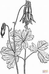 Columbine Supercoloring sketch template