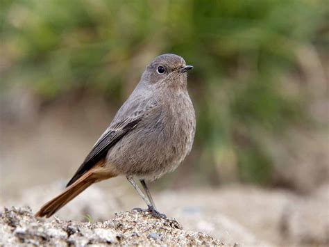 Black Redstarts In The Uk Locations Diet And Identification Saga