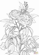 Coloring Rose Pages Printable Bush Roses Flower Adult Flowers Drawing Color Colouring Rosa Print Supercoloring Para Sheets Colorear Animals Flores sketch template