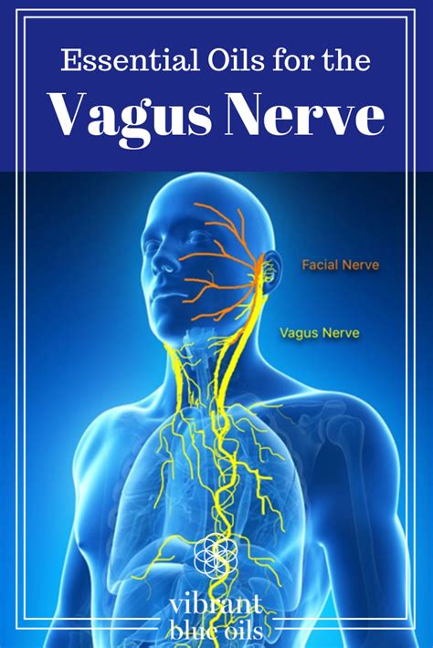vagus nerve infection hypothesis in 2020 vagus nerve