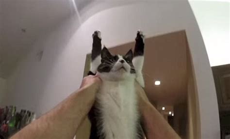 Gopro Camera Shows What It S Like To Hug The World S Cuddliest Cat