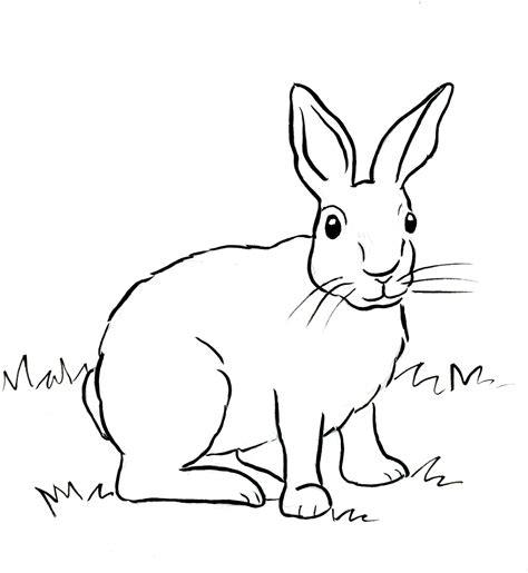 cottontail rabbit coloring page art starts