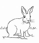 Rabbit Coloring Cottontail Pages Realistic Print Printable Drawing Drawings Kids Bunny Samanthasbell Wild Animals Starts Coloringbay Reference sketch template