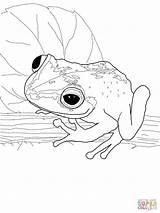 Coqui Drawing Frog Drawings Paintingvalley sketch template