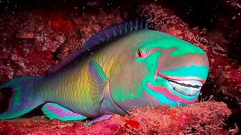 parrotfish buck toothed  beach building beauties borneo