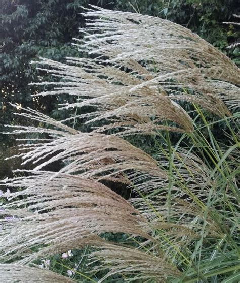 miscanthus sinensis ornamental grasses types of grass plants