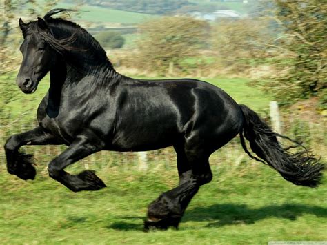 black horse pictures wallpaper