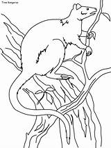 Coloring Kangaroo Tree Rainforest Daintree Pages sketch template