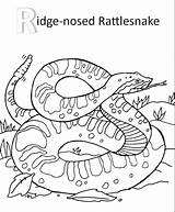 Rattlesnake Coloring Diamondback Getcolorings sketch template