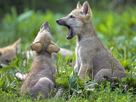 animals young wolf cubs picture nr