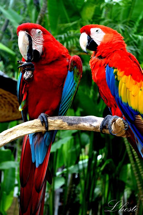 parrot   indonesia jungle portable shampoo bowl shampoo bowls macaw parrot color