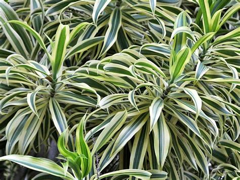types  dracaena plants