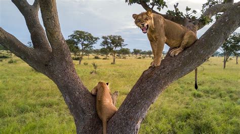 amazing lions photos tree climbing lions national geographic