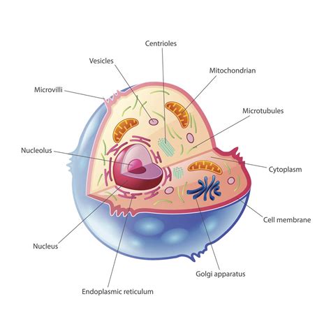 quick guide   structure  functions   animal cell