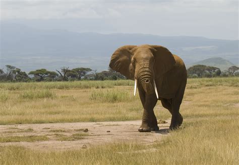 fileloxodonta africana amboseli national park kenya jpg