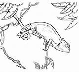 Chameleon Coloring Printable Colouring Espio Chameleons Animal Sheets Keyword Pdf Choose Bunny Kindergarten sketch template