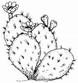 Cactus Outline Drawing Coloring Pear Prickly Pages Thorn Line Simple Color Beware Flower Template Tumblr Drawings Clipart Clip Plants Sketch sketch template