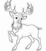 Rudolf Coloring Deer Reindeer Cute Vector Cartoon Drawing Pages Christmas Mule Royalty Drawings Rensdyr Getdrawings Skull Vectorstock Doodle Stock Printable sketch template