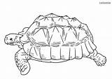 Turtle Coloring Sea Zoo Animals Pages sketch template