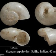 Afbeeldingsresultaten voor Skenea serpuloides. Grootte: 185 x 185. Bron: www.marinespecies.org