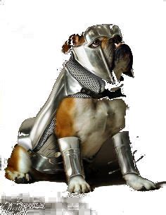 dog armour ideas dog armor dogs armor