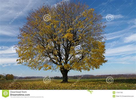 tree shedding leaves stock photo image  country green