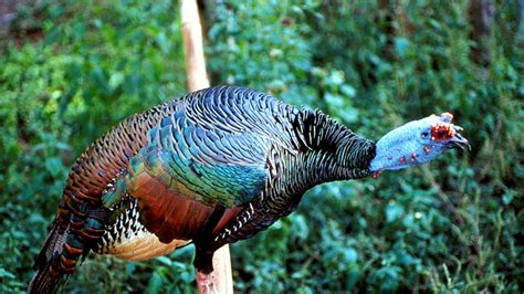 get to know the turkey species you don t eat mental floss
