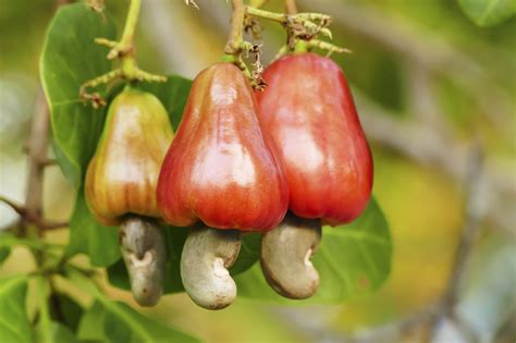 cashews    nut answerline iowa state university