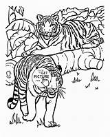 Tigers Coloringhome Getcolorings sketch template